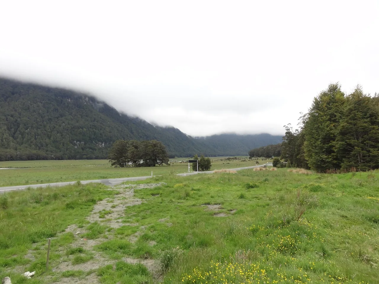 A flat grassy clearing with a beech tree under low cloud on the Milford Road